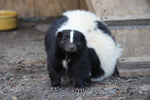Load image into Gallery viewer, Amazing Animals: Skunks
