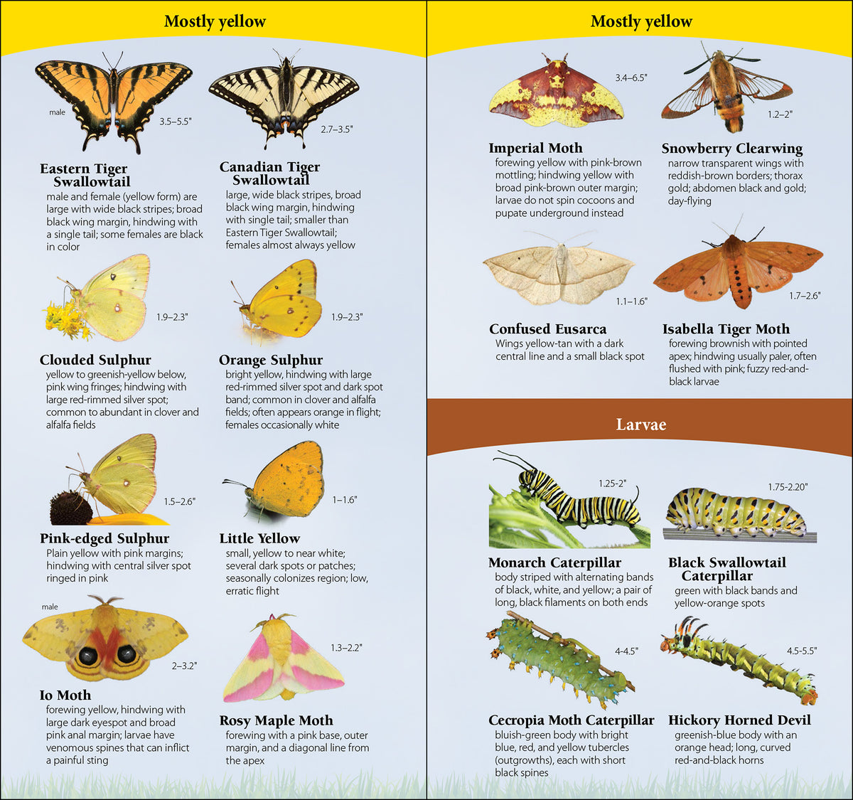 butterflies_of_the_northeast_p