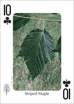 Load image into Gallery viewer, Trees of Northeast Playing Cards
