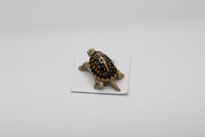 Box Turtle Porcelain Miniature