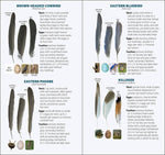 Load image into Gallery viewer, Bird Feathers &amp; Eggs of the Northeast Quick Guide
