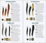 Load image into Gallery viewer, Bird Feathers &amp; Eggs of the Northeast Quick Guide
