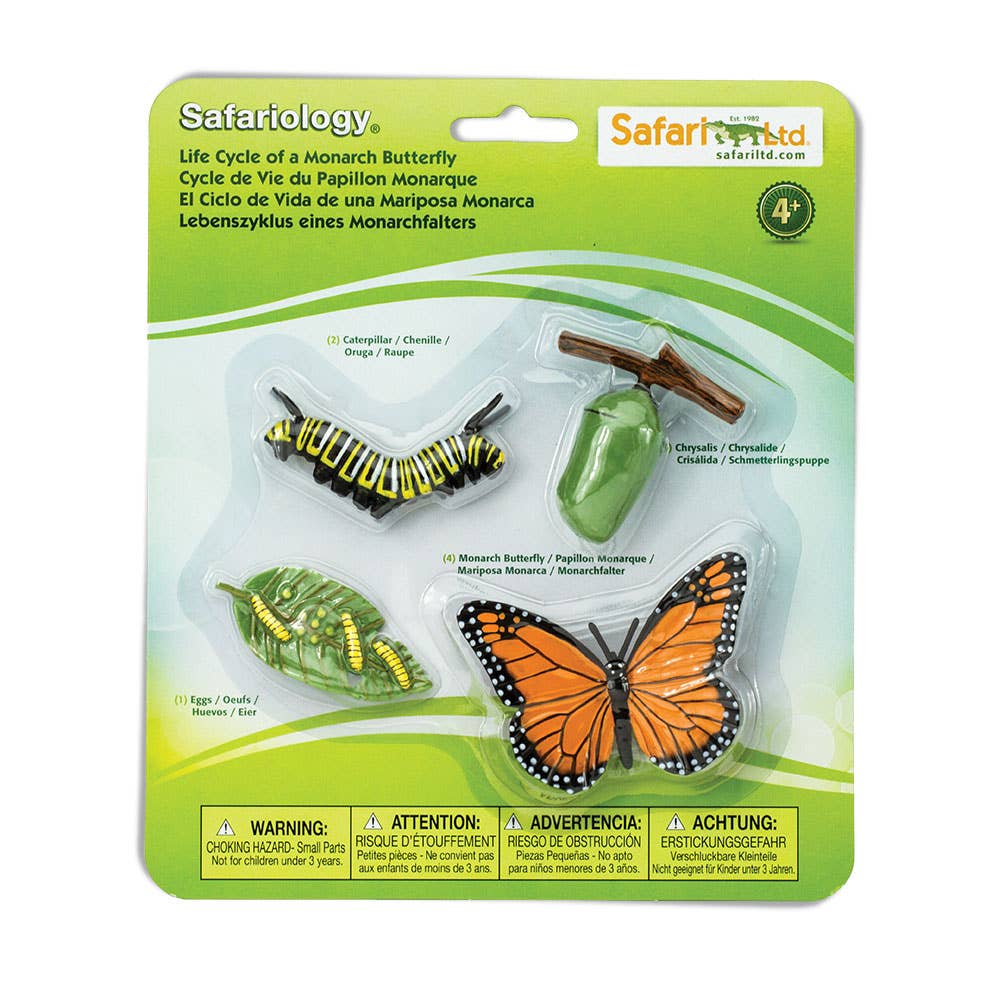 Life Cycle Of A Monarch Butterfly