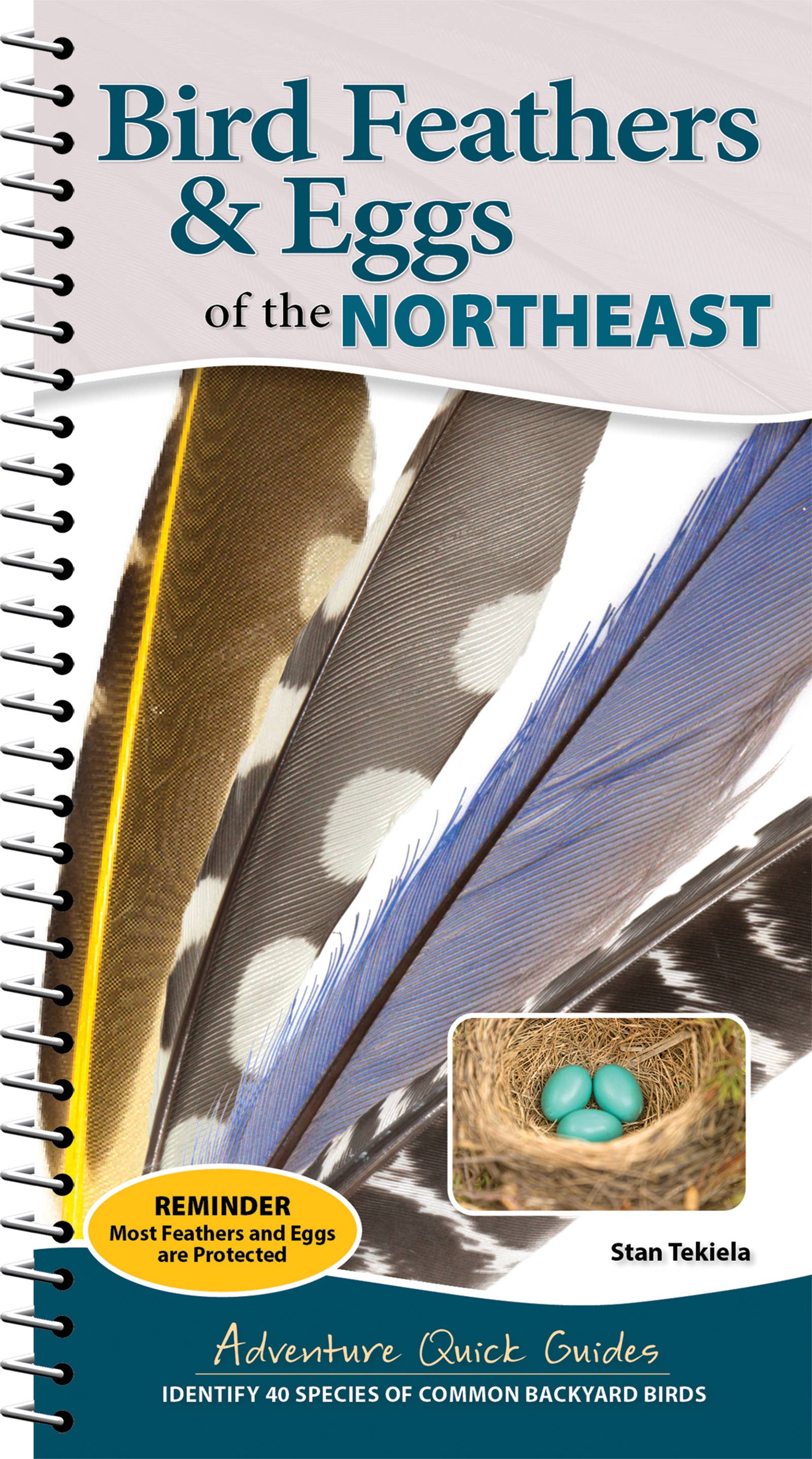 Bird Feathers & Eggs of the Northeast Quick Guide
