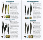 Load image into Gallery viewer, Bird Feathers &amp; Eggs of the Northeast Quick Guide
