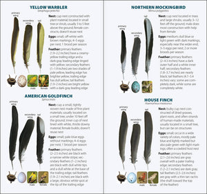 Bird Feathers & Eggs of the Northeast Quick Guide