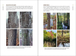 Load image into Gallery viewer, A Beginner's Guide to Recognizing Trees of the Northeast
