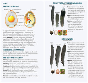 Bird Feathers & Eggs of the Northeast Quick Guide