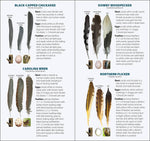 Load image into Gallery viewer, Bird Feathers &amp; Eggs of the Northeast Quick Guide
