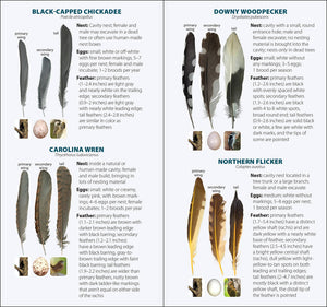Bird Feathers & Eggs of the Northeast Quick Guide