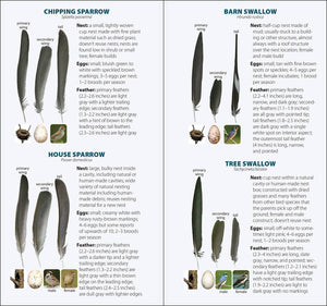 Bird Feathers & Eggs of the Northeast Quick Guide