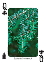 Load image into Gallery viewer, Trees of Northeast Playing Cards
