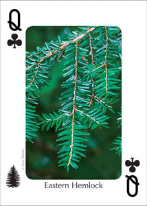 Trees of Northeast Playing Cards