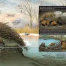 What Goes on Inside a Beaver Pond?