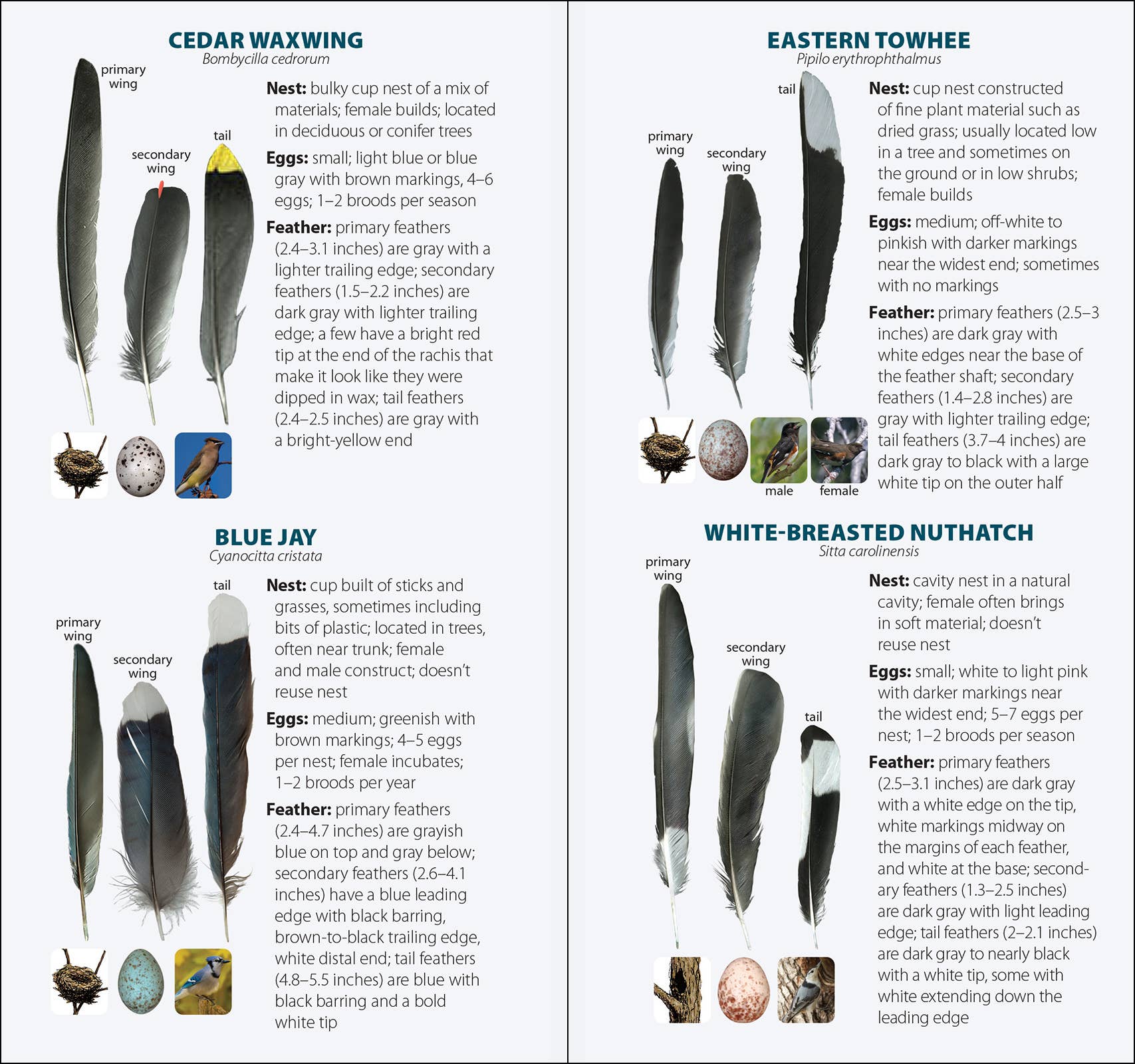 Bird Feathers & Eggs of the Northeast Quick Guide