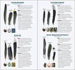 Load image into Gallery viewer, Bird Feathers &amp; Eggs of the Northeast Quick Guide
