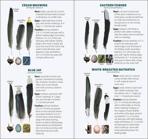 Bird Feathers & Eggs of the Northeast Quick Guide