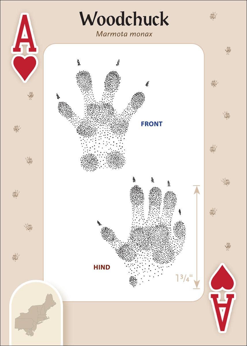 Animal Tracks of the Northeast Playing Cards