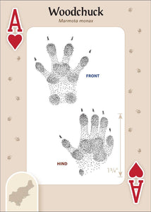 Animal Tracks of the Northeast Playing Cards