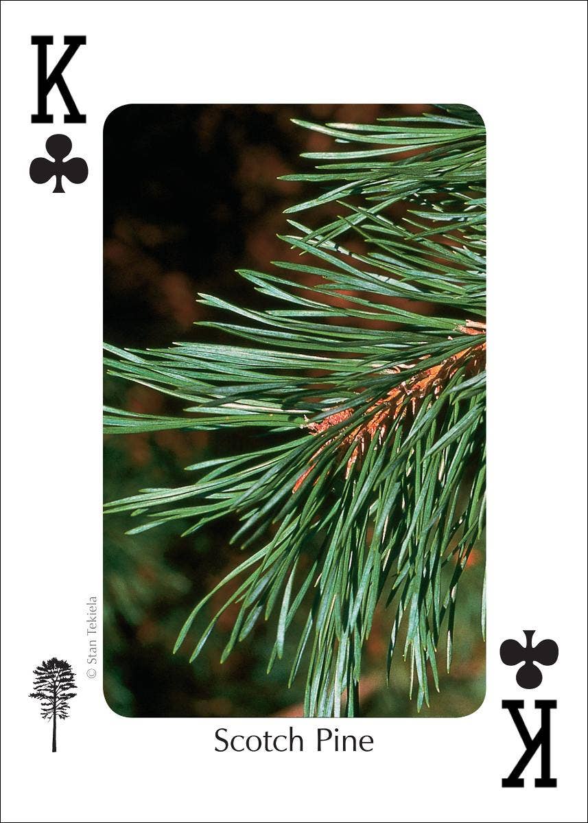 Trees of Northeast Playing Cards