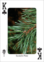 Load image into Gallery viewer, Trees of Northeast Playing Cards
