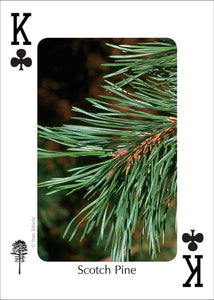 Trees of Northeast Playing Cards