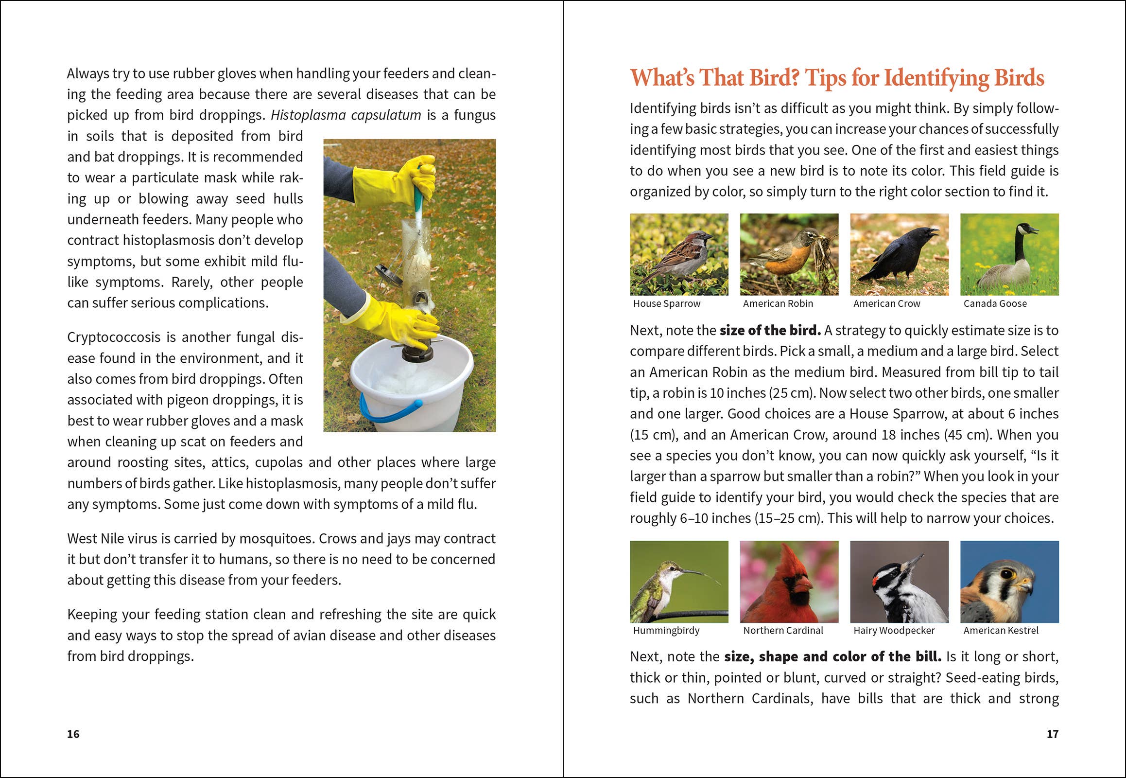 Stan Tekiela Birding Beginners: Northeast
