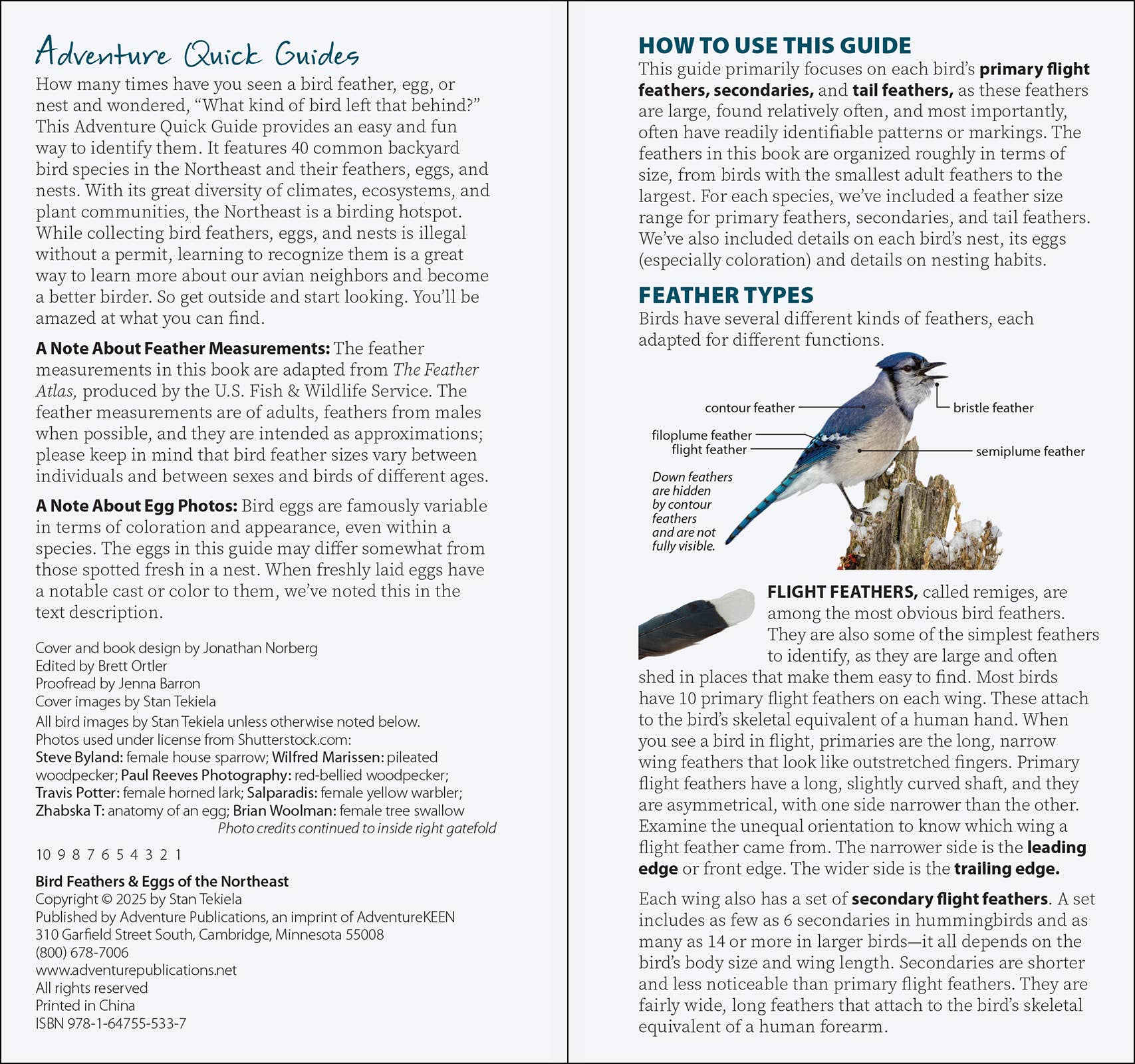 Bird Feathers & Eggs of the Northeast Quick Guide