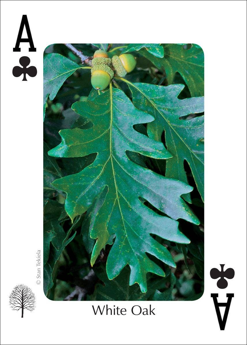 Trees of Northeast Playing Cards