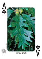 Load image into Gallery viewer, Trees of Northeast Playing Cards
