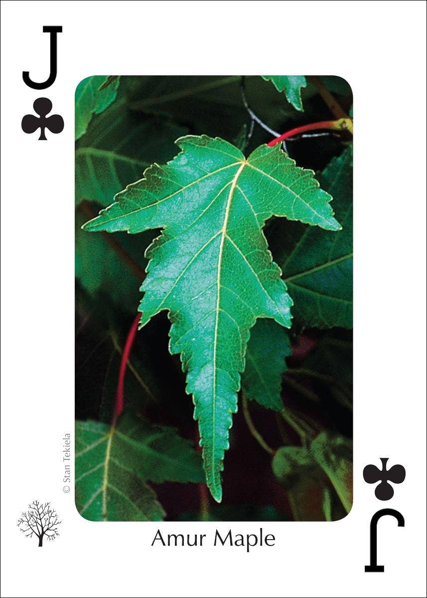 Trees of Northeast Playing Cards