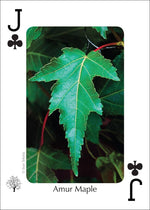 Load image into Gallery viewer, Trees of Northeast Playing Cards
