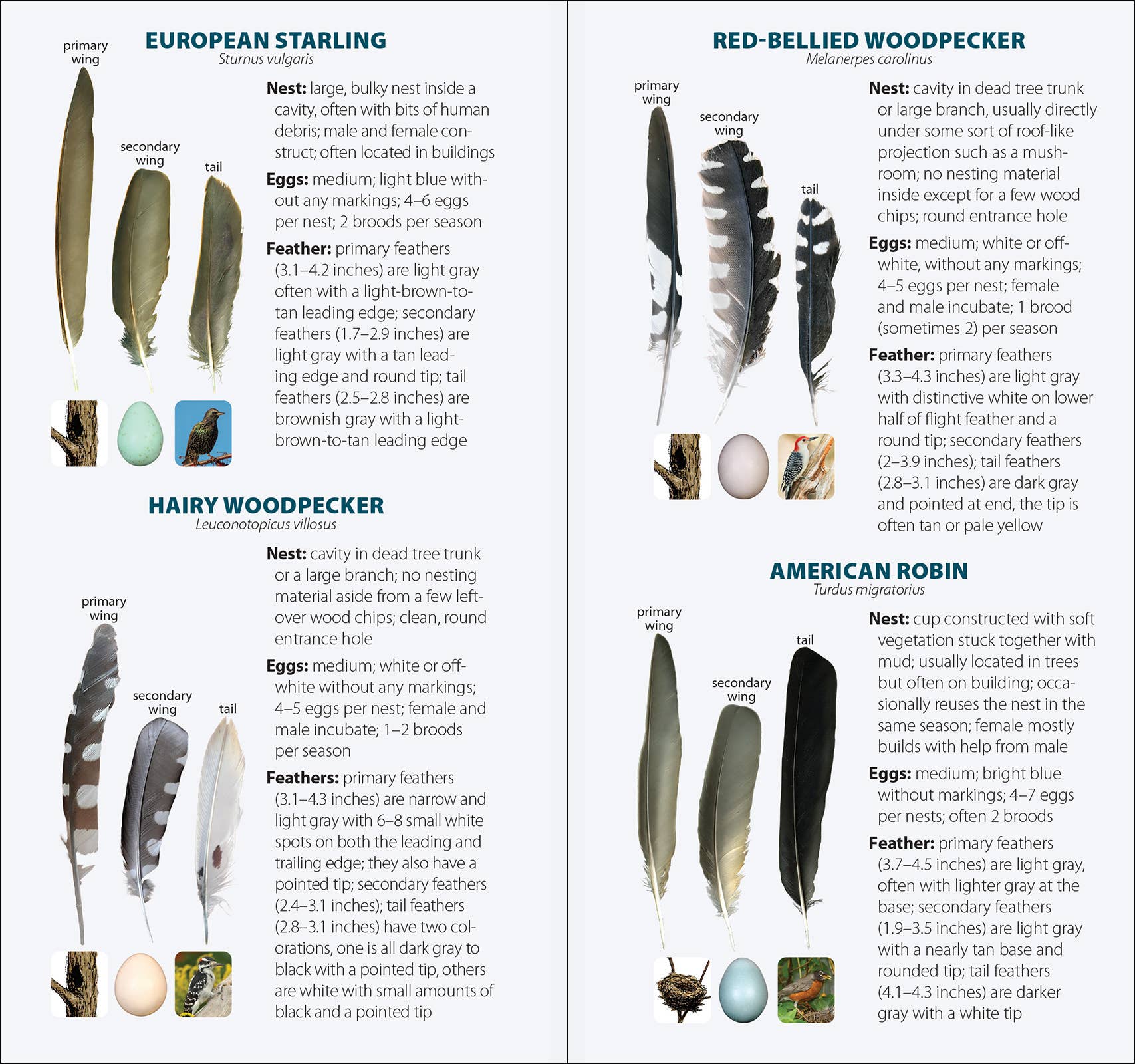 Bird Feathers & Eggs of the Northeast Quick Guide