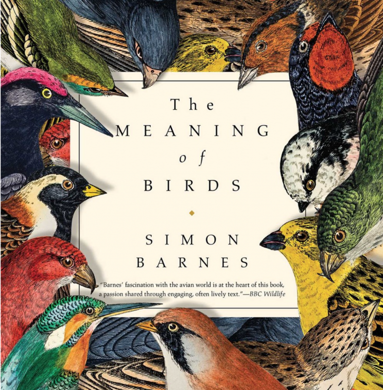The Meaning of Birds