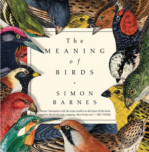 The Meaning of Birds