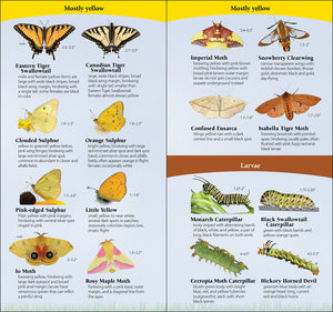 Butterflies of the Northeast