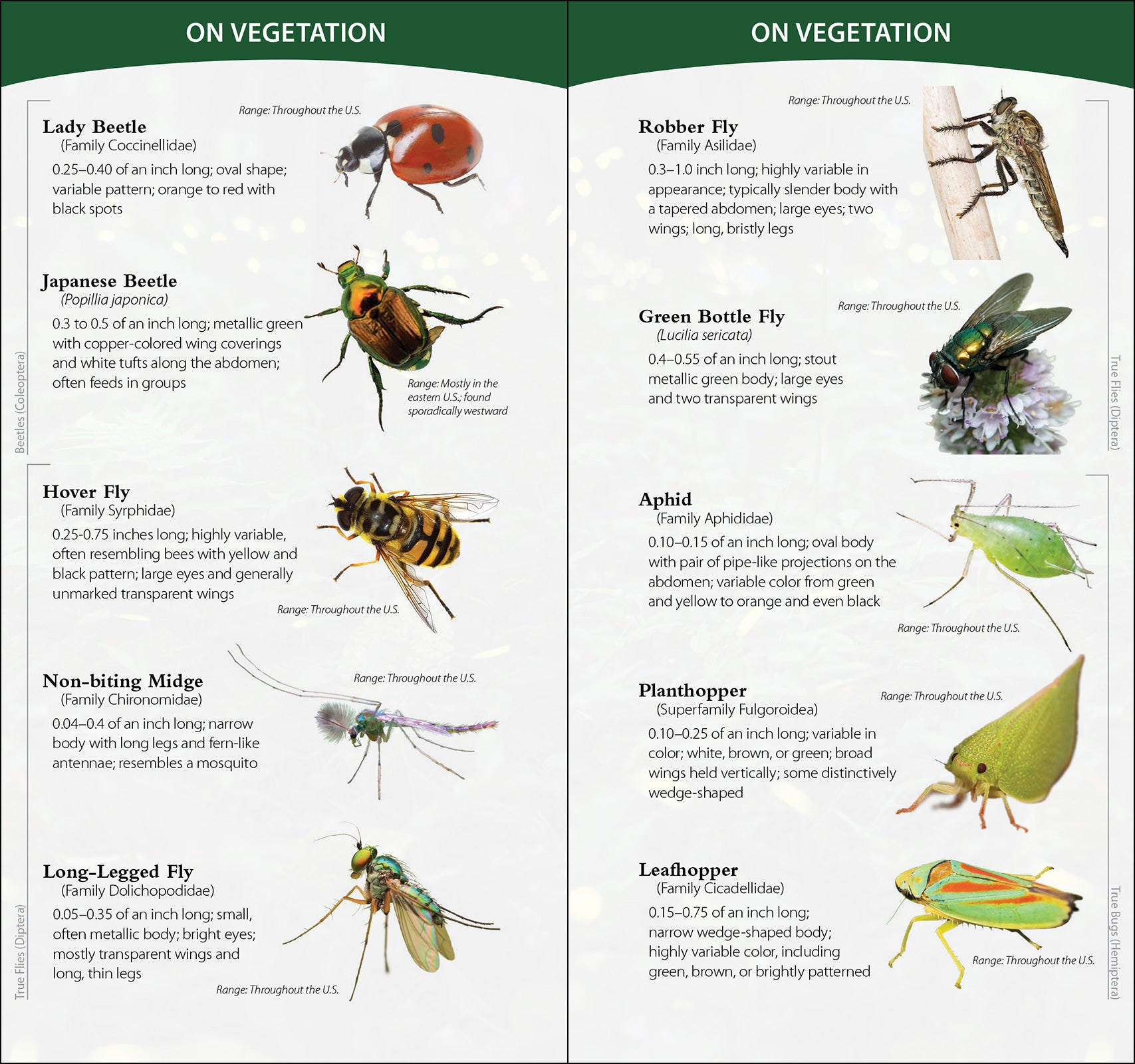 Insects & Bugs of North America