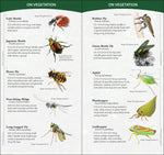 Load image into Gallery viewer, Insects &amp; Bugs of North America
