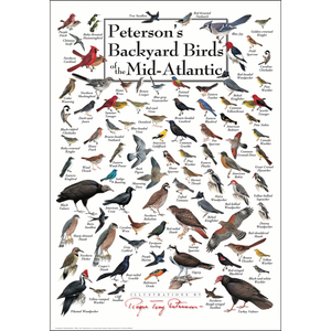 Peterson's Backyard Birds of the Mid-Atlantic Poster